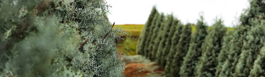 Christmas tree farms to visit this holiday season