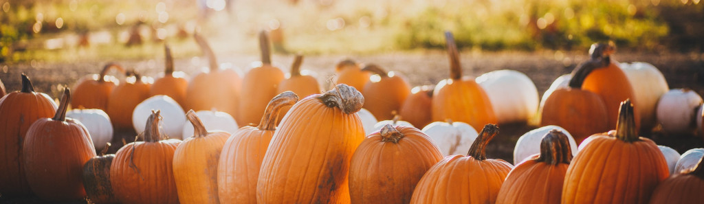 Pumpkin patches to visit in fall near bucks county and philadelphia